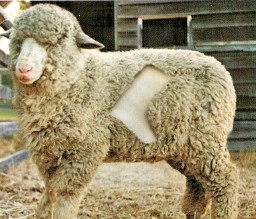 sheepskin-wool-ugg copy copy