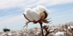 Image courtesy: cottonaustralia.com.au