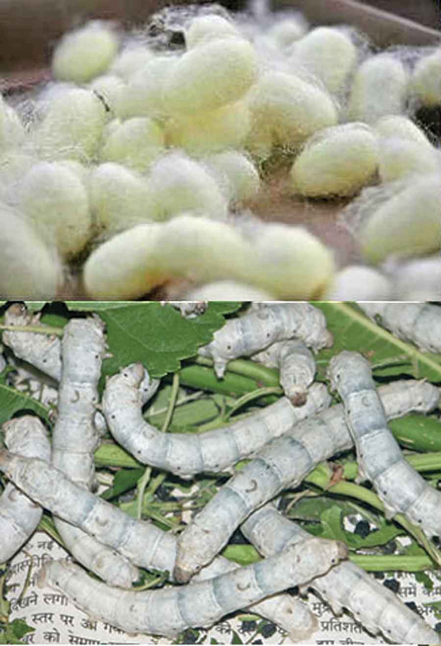 Silkworm Rearing