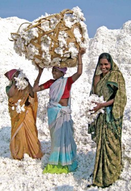 Zameen_Organic_India-copy-copy