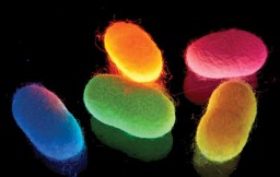 coloured_silk_cocoons-copy-copy