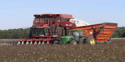 Over 676,000 metric tons of cotton yields harvested
