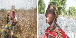 Image Courtesy: www.ifdc.org