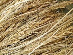Rice-Straw-Pic-copy-copy