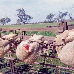 Several non-surgical alternatives are being researched to avoid mulesing