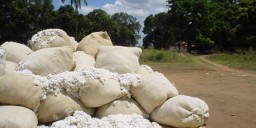 Pakistani cotton market’s trade turnover at two-week high