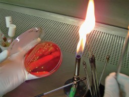 Beilstein Test – Quantitative Test for Halides at the new Gurgaon lab