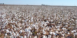 Pakistan cotton crop size for season 2014-15 – 13.49 million bales