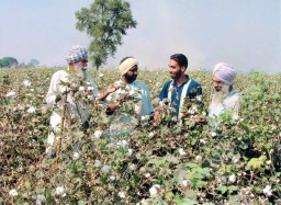Cotton farmers in Punjab