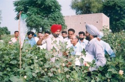Helping cotton growing farmers in Ludhiana improve their yields