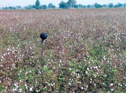 High-yielding cotton fields in Punjab