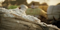 Egyptian Government allocates funds to buy cotton crop from farmers