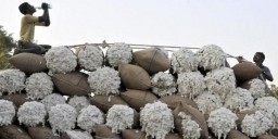 cotton