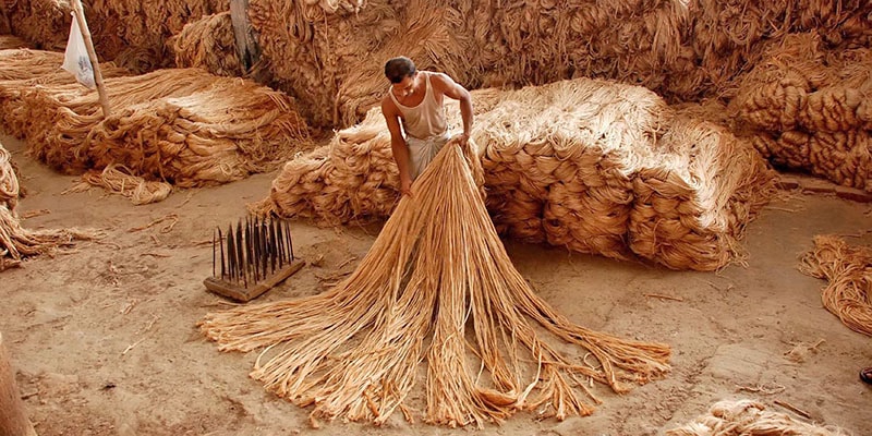 Jute Production