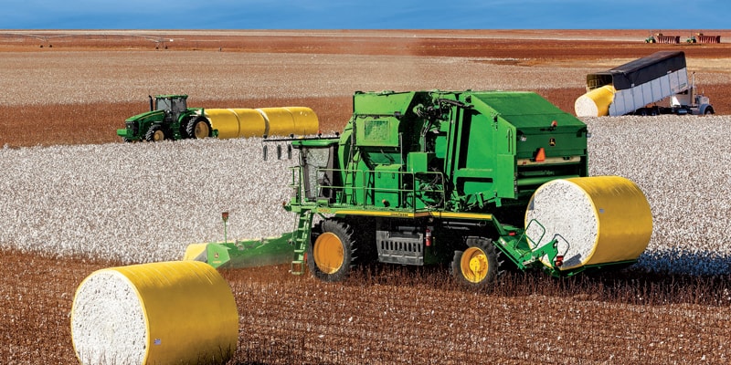 Cotton Field