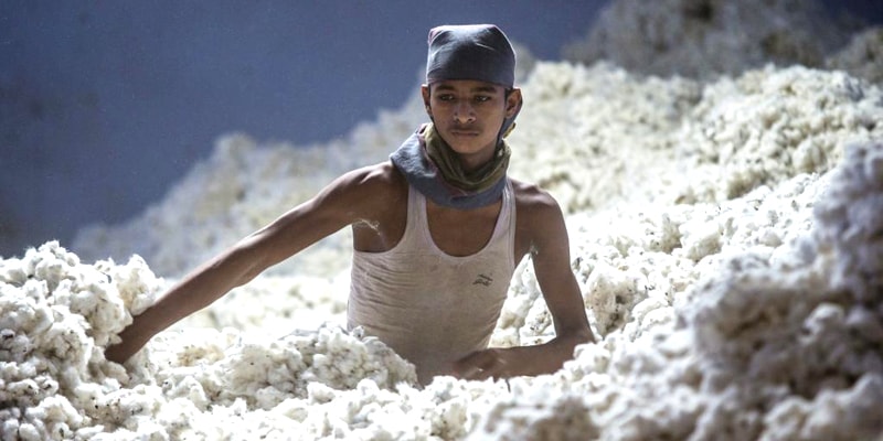 Cotton Production